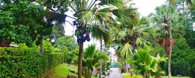 National Seychelles Botanical Garden. Victoria. Mahe.