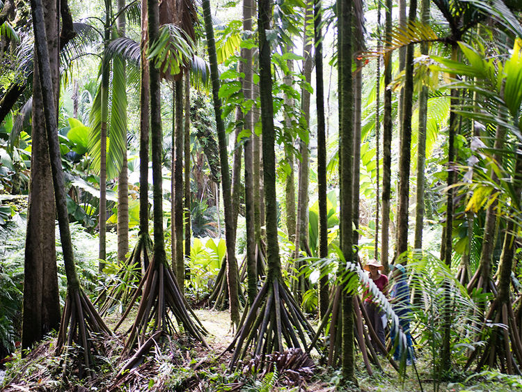 National Seychelles Botanical Garden. Victoria. Ma