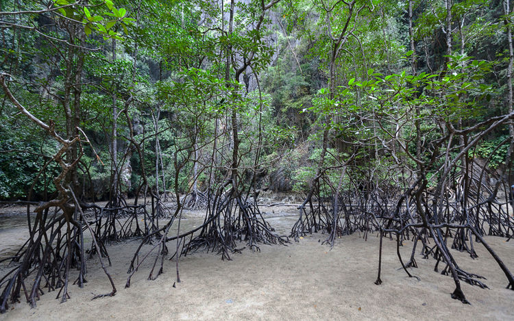 Mangrove forest in Pang Nga National Park. Thailand