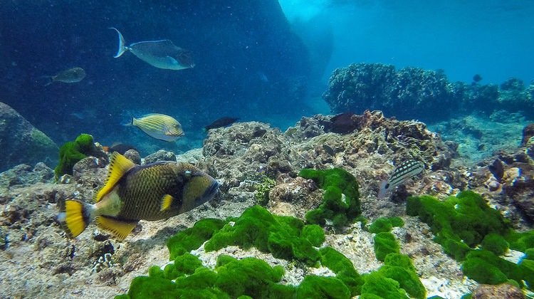 Similan Coral Reefs