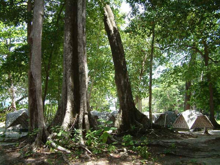 Similan Tropical Forest