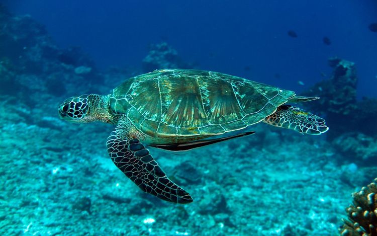 One of the representatives of Similan fauna - a giant sea turtle