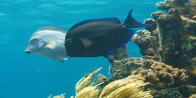 Beautiful blue doctor fish