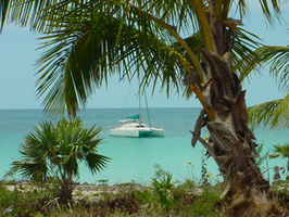 Godiva through the palms