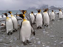 The natives of South Georgia - King Penguins