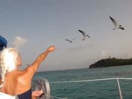 Feeding the blackheaded gulls