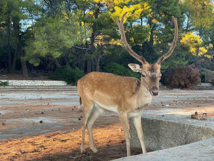 Deer on Badija Island