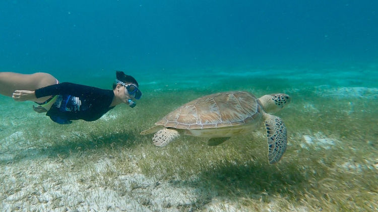 Snorkeling off the Tobago Reefs