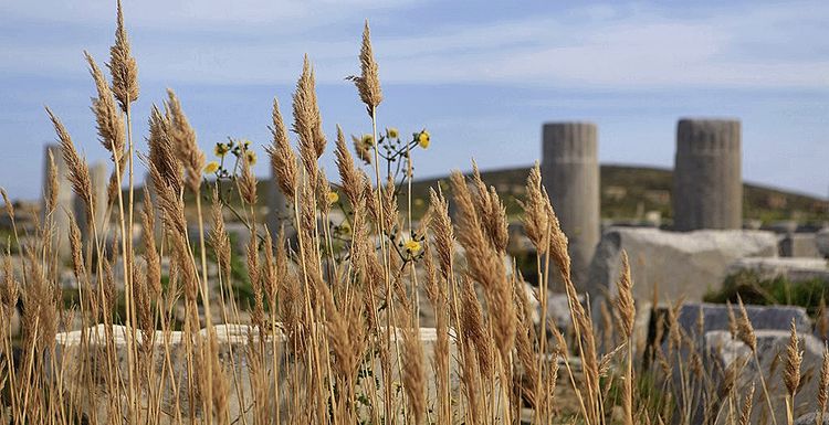 Delos Nature