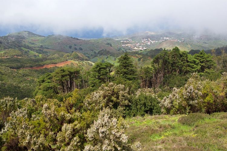 Hiking route near the Garoe tree