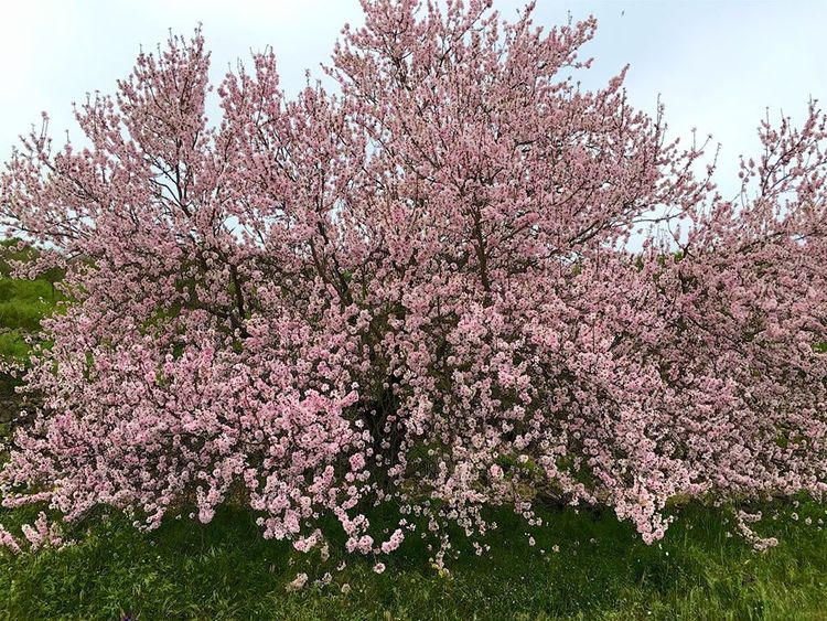 In January and February, almonds are in bloom