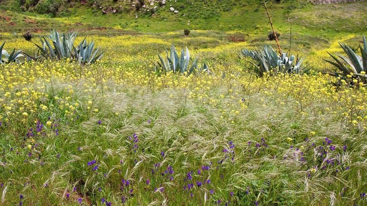 Wildflowers, agaves, lush vegetation of Hierro