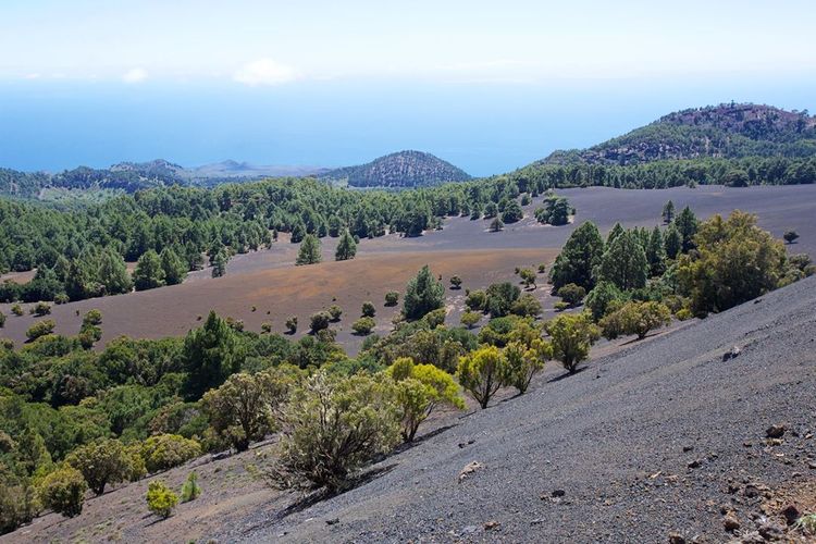 Above 1300 metres, no grass grows on Hierro. Trees stick straight out of the volcanic soil.