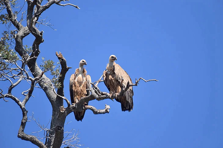 The griffon vulture in one of they last habitats in Europe on Cres.