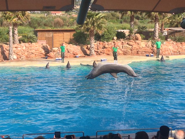 Dolphin and sea lion shows at Attica Zoo