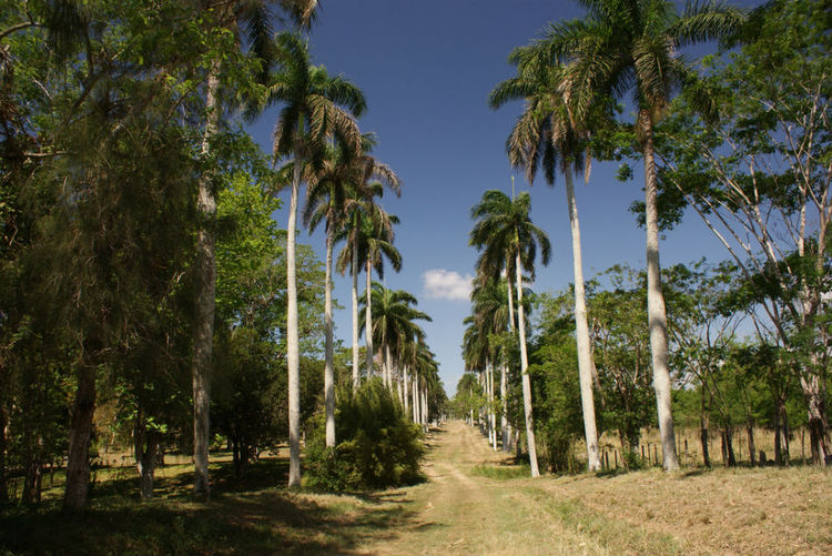 Jardín Botanico de Cienfuegos