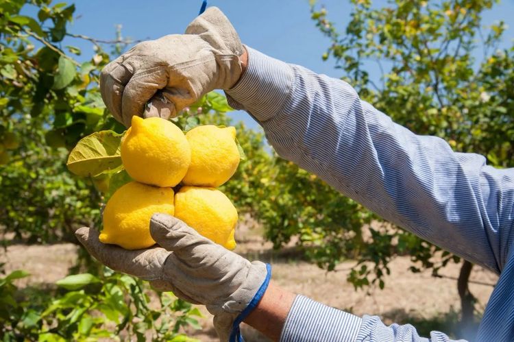 Lemon forest