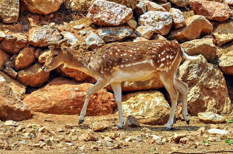  Deer Dama-Dama