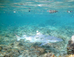 Friendly reef shark