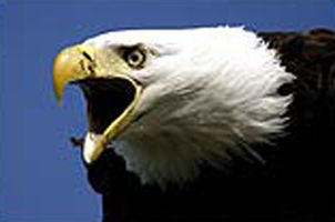 American Bald Eagle