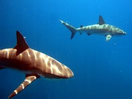 Friendly Sharks in the Exumas