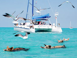 Pig Beach, Exuma Islands