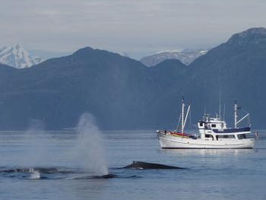 Orca Watching