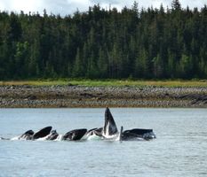 Feeding Whales