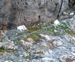 Mountain Goat Family