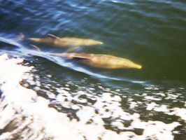 Dolphins off the Yacht