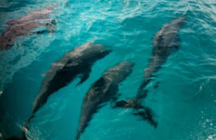 Dolphins!!