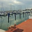 Yacht Marina Cervia